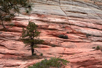 Checkerboard Mesa