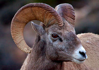 Bighorn Canyon Overlook