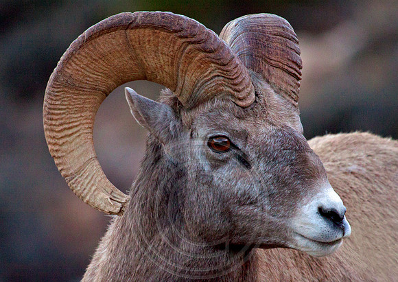 Bighorn Canyon Overlook