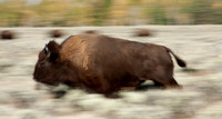 Grand Teton Bison