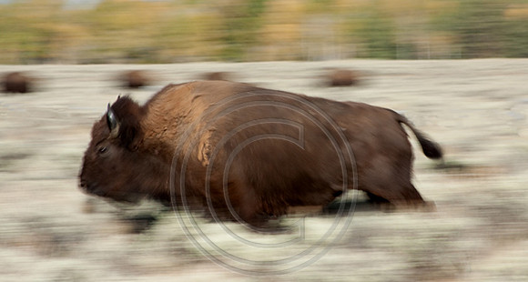 Grand Teton Bison