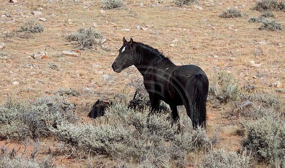 Stallion Hawk