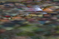 Meadow Creek Slow Motion