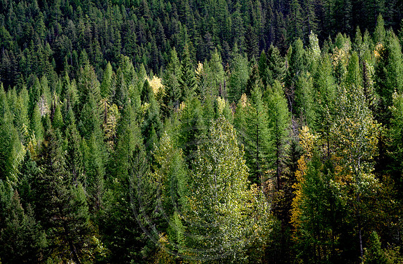 Spotted Bear Forest