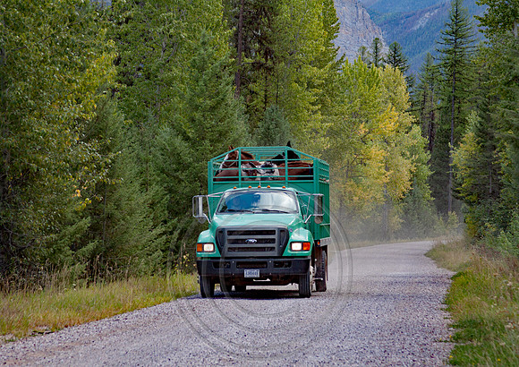 Trail Horse Transportation to Bruce Mountain