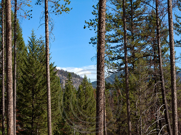 Meadow Creek thorugh the Forest