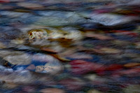 Meadow Creek - Dog Rock 2