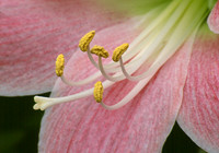 Pink Lily