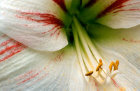White & Red Lily