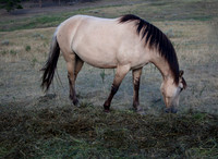 Wild Mustang Honey