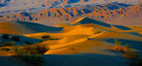 Sand Dunes Mesquite