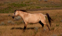 Spanish Mustang Honey