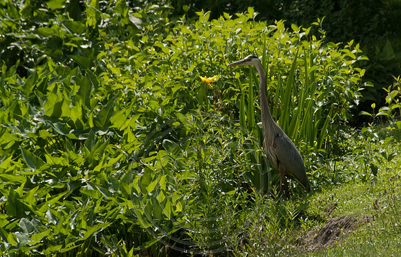Heron @ Mansfield