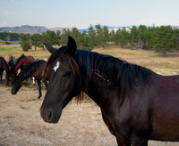 American Mustang Sierra